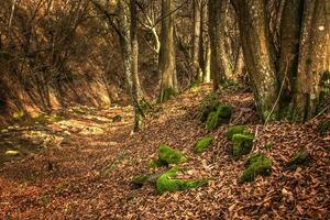 musgo coberto pedras entre caído vermelho acastanhado colori carvalho folhas dentro a floresta. a musgo é brilhante verde, quase luminoso, colori. místico floresta dentro a outono temporada. foto