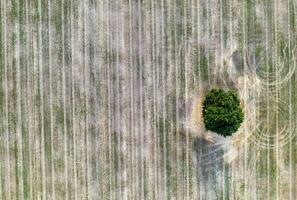 vista aérea de uma árvore solitária no campo agrícola após a colheita foto