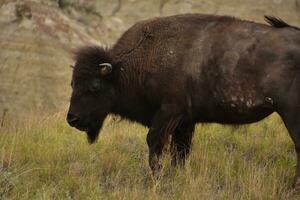 perfil do uma pastar americano búfalo dentro uma Relva Prado foto