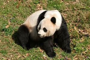 lindo gigante panda Urso dentro a selvagem foto