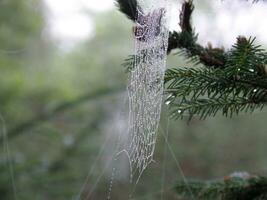 aranha rede perfeição foto