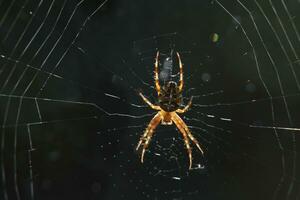 fantástico fechar acima do uma aranha dentro uma rede foto