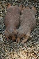 romântico par do pradaria cachorros aconchegado juntos foto