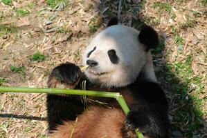 panda Urso deitado em dele costas enquanto comendo bambu foto
