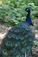 realmente atraente azul pavão com lindo padrões foto