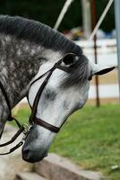 olhos fechadas em uma cinzento appaloosa cavalo debaixo selim foto