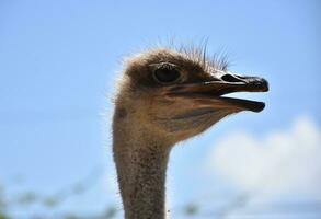 deslumbrante lado perfil do uma comum avestruz foto