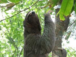 três dedo do pé bicho-preguiça escalada uma árvore foto