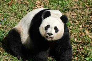 gigante panda Urso sentado em dele ancas fazer rostos foto