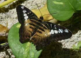 deslumbrante marcações em uma Castanho tosquiadeira borboleta foto