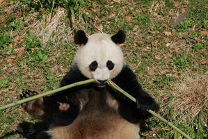 lindo panda Urso comendo bambu a partir de a Centro foto