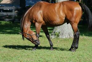 baía cavalo com a Pruriginoso nariz dentro uma pasto foto