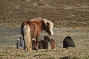 pequeno rebanho do selvagem pastar islandês cavalos foto