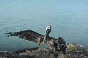 pelicano chegando para dentro pedras dentro uma aterrissagem dentro Aruba foto