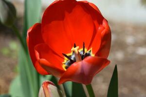 lindo acima fechar Veja às florescendo vermelho tulipa foto