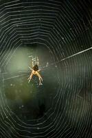ótimo Veja às uma aranha dentro uma aranha rede foto