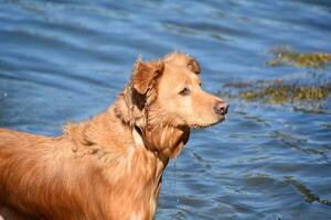 gotejamento molhado perfil do uma nova Escócia Pato pedágio retriever foto