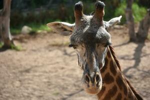 animais selvagens fotografia do uma núbio girafa fechamento Está olhos foto