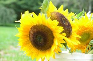 amarelo floração girassóis dentro uma branco balde foto