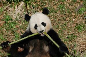 lindo gigante panda comendo bambu a partir de a Centro foto