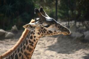 lindo selvagem girafa com uma grandes pescoço foto