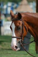 castanha cavalo com branco marcações pregado para mostrar foto