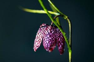 flor de xadrez ainda vida foto