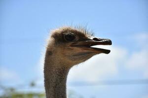 lado perfil do a avestruz com lindo azul céu foto