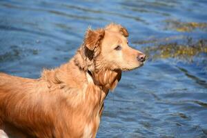 molhado Pato pedágio retriever cachorro depois de a oceano nadar foto