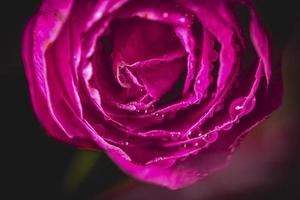 flor de camélia rosa foto