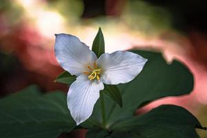 flor de trílio branco foto