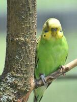 verde e amarelo comum periquito dentro uma árvore foto