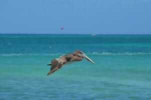 deslumbrante foto do uma pelicano vôo sobre a caloroso águas dentro Aruba