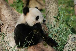 panda Urso cheirando dele bambu antes comendo isto foto