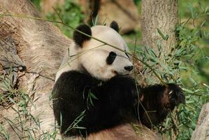 adorável gigante panda Urso comendo bambu fotos