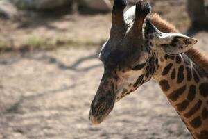 adorável núbio girafa olhando baixa às a terra foto