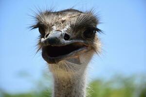 fantástico Veja às a face do uma ampla avestruz foto
