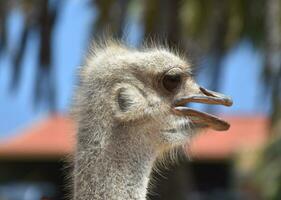 lado perfil do uma comum avestruz com penas degola Fora foto