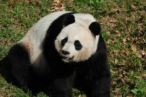 doce enfrentou chinês gigante panda Urso sentado baixa foto