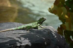 lindo verde iguana em uma ampla Rocha foto