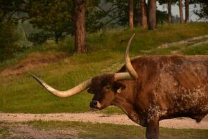 ampla curvado chifres em uma Castanho longhorn dirigir foto