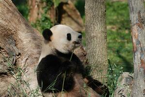 gigante panda Urso sentado acima inclinado contra uma árvore foto