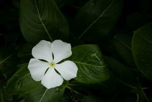 fechar acima branco flor em verde folhas fundo foto