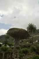 original Dragão dracaena árvore crescendo em a espanhol canário ilha tenerife dentro uma natural habitat foto