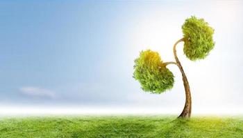 árvores rins, conceitos ambientais e médicos 3D foto