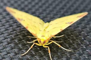 lindo amarelo bebê traça borboleta foto