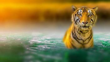 tigre, andando na luz dourada é um verão de caça de animais selvagens em áreas quentes e secas e belas estruturas de tigres foto