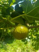 verde FIG suspensão em ramo foto