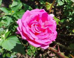 rosa flor dentro a jardim foto