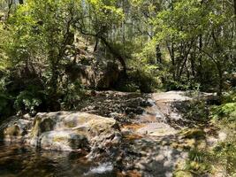 pequeno cascata e uma verde lagoa escondido dentro a carvalho florestas do Portugal foto